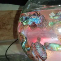 ماهی گوپی بیگ ایر دراگون|ماهی|اصفهان, لیمجیر|دیوار