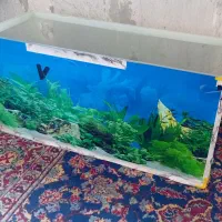 آکواریوم|ماهی|فولادشهر, B1|دیوار