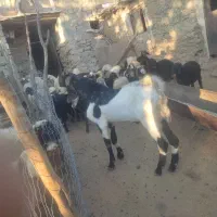 یک راس بزغاله