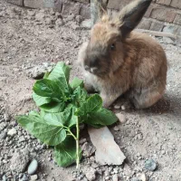 خرگوش لوپ|موش و خرگوش|رفسنجان, |دیوار