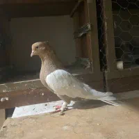 چندعددکبوترتکپر|پرنده|سرخنکلاته, |دیوار