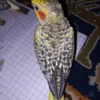جوجه عروس ۲۳ روزه گل باقالی مرواریدی