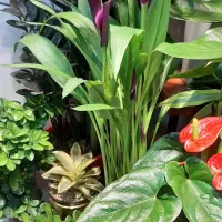 گل شیپوری/گیاهان آپارتمانی/بنسای کاج