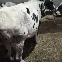 گاو محلی|حیوانات مزرعه|چوبر, |دیوار