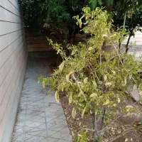 اجاره منزل ویلایی بزرگ واقع در بلوار گلستان|اجارهٔ خانه و ویلا|شیراز, کاراندیش|دیوار