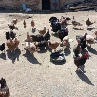 مرغ بوقلمون