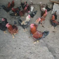 فروش خروس ارگانیک|حیوانات مزرعه|مشگین شهر, |دیوار