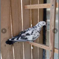 کفتر سوسکی ۳ روز پیش گم شده