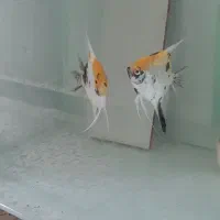 ماهی آنجل کوی ماربل