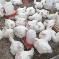 مرغ گوشتی ارگانیک|حیوانات مزرعه|زرگرشهر, |دیوار