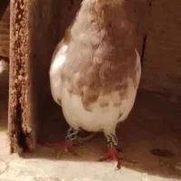 باسلام کبوتر خوب پرشتی قیمت موفت جفتی نر کله سرخ|پرنده|زاغه, |دیوار