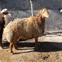 بره قوچ مقان و افشاری|حیوانات مزرعه|کرمانشاه, |دیوار