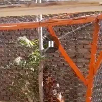 قفس کبوتر