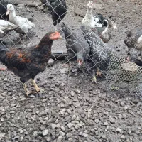 فروش مرغ تخمگذار و نیمچه خروس|حیوانات مزرعه|رضوانشهر, |دیوار