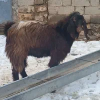 بز نر یک ساله|حیوانات مزرعه|شاهین دژ, |دیوار