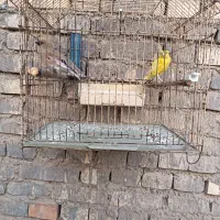 قناری|پرنده|باوی, |دیوار