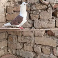 یک‌عدد‌نر‌کت‌به‌کت‌سرخ‌کاکلی‌