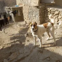 ۷تومان|سگ|بجنورد, |دیوار