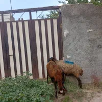 میش ابستن