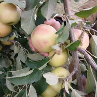 سیب سفید درجه خوشمزه و ابدار