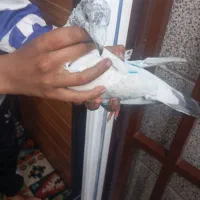 دو عدد کفتر کله اسبی و پلاکی