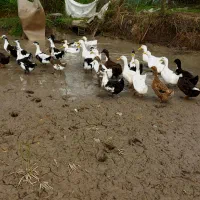 اوردک نر و ماده 15عدد برای فروش|حیوانات مزرعه|رشت, لاکان|دیوار