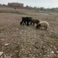 ۴عدد بره ماده،