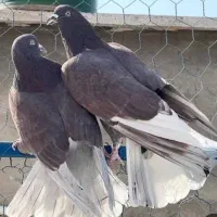 کاشانی|پرنده|خرمشهر, |دیوار