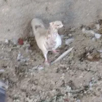 حراج|حراج|اردکان, |دیوار