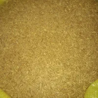 فروش گندم بذری دیم