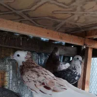 کفتر شازده هما سرور