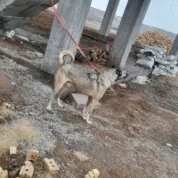 با سلام یه سگ گله