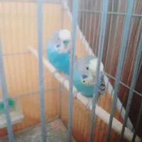 فروش مرغ عشق