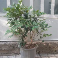 یاس هلندی