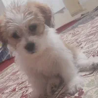 سگ شیتزو|سگ|بجنورد, |دیوار