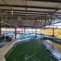 فروش مزرعه پرورش ماهی در زمین۶.۲۰۰ متر|فروش دفتر صنعتی، کشاورزی، تجاری|سرخرود, |دیوار