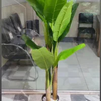 مرکز پخش گل و گیاه مصنوعی ابریشم قم|گل مصنوعی|قم, باجک یک|دیوار