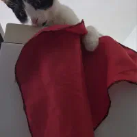 واگذاری گربه|گربه|زنجان, |دیوار