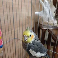 عروس هلندی|پرنده|تهران, ائمه اطهار|دیوار