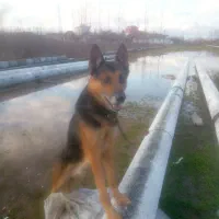 فروش سگ نگهبان ژرمن شپرد