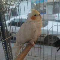 عروس هلندی سخنگو یک جفت نر و ماده همراه باقفس فنچ