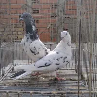 تعدادی کبوتر تهرانی یجا|پرنده|بومهن, |دیوار