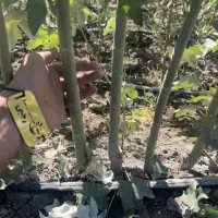 فروش نهال کبوده همراه با مشاوره کاشت|خدمات باغبانی و درختکاری|مهران (ایلام), |دیوار