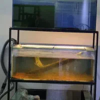 اکواریوم ماهی