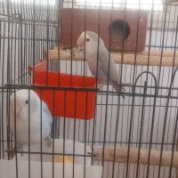 طوطی برزیلی|پرنده|مرودشت, ژیان|دیوار