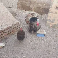 بوقلمون نرو ماده جوان|حیوانات مزرعه|رودان, |دیوار