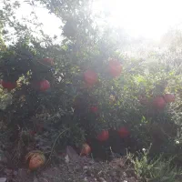 باغ ۵۵۰۰ متری ورودی جاده سد|فروش دفتر صنعتی، کشاورزی، تجاری|ساوه, |دیوار