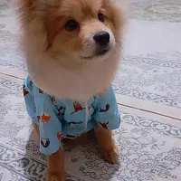 پامر خرسی|سگ|مشهد, شهید قربانی|دیوار