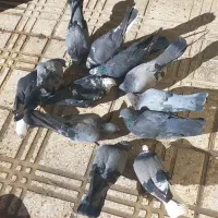 کبوتر|پرنده|فرخ‌شهر, |دیوار