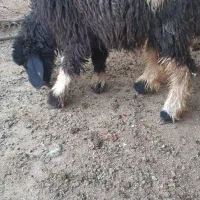 بره ماده چاق